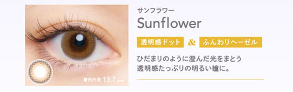 クルームCRUUM サンフラワー画像